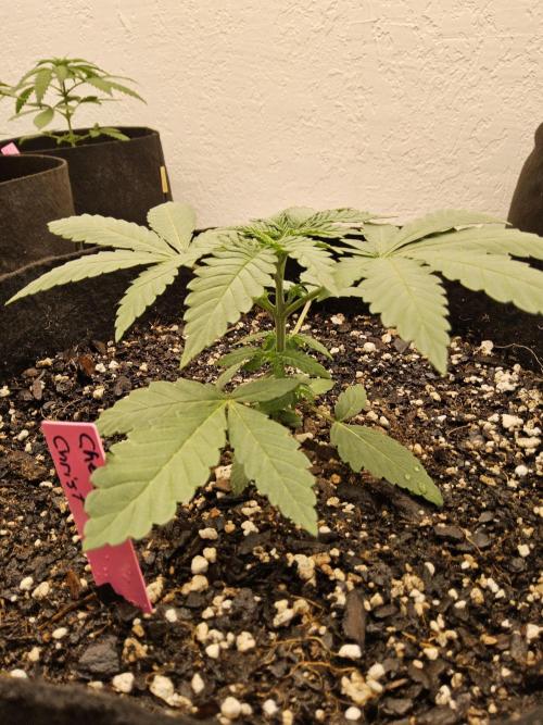 Regrow of Cheesus. Week 2
