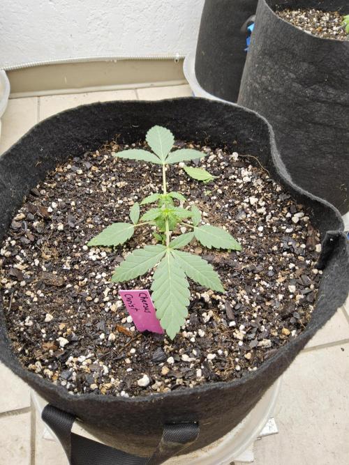 Regrow of Cheesus. Week 2