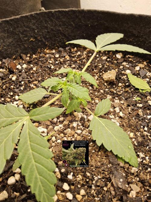 Regrow of Cheesus. Week 2