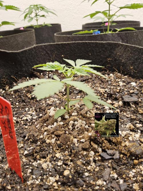 Regrow of Cheesus. Week 2