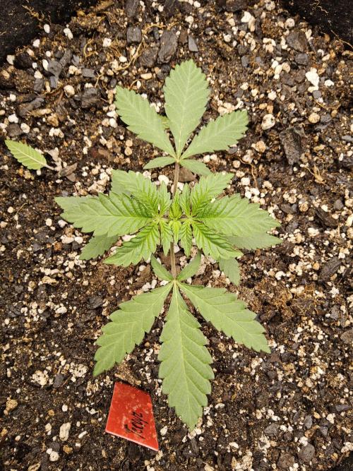 Regrow of Cheesus. Week 2