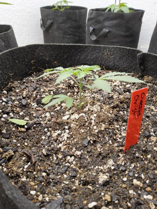 Regrow of Cheesus. Week 2