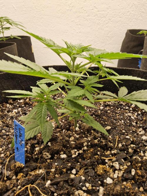 White Widow Plus. Week 2
