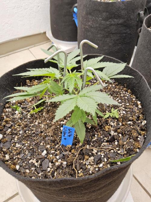 White Widow Plus. Week 2