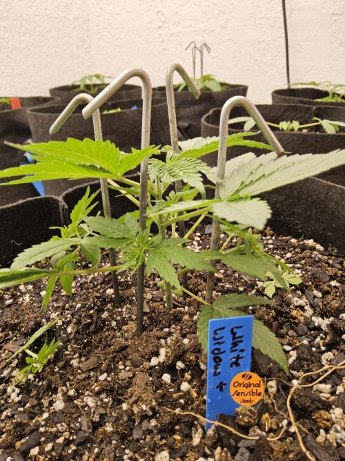 White Widow Plus. Week 2
