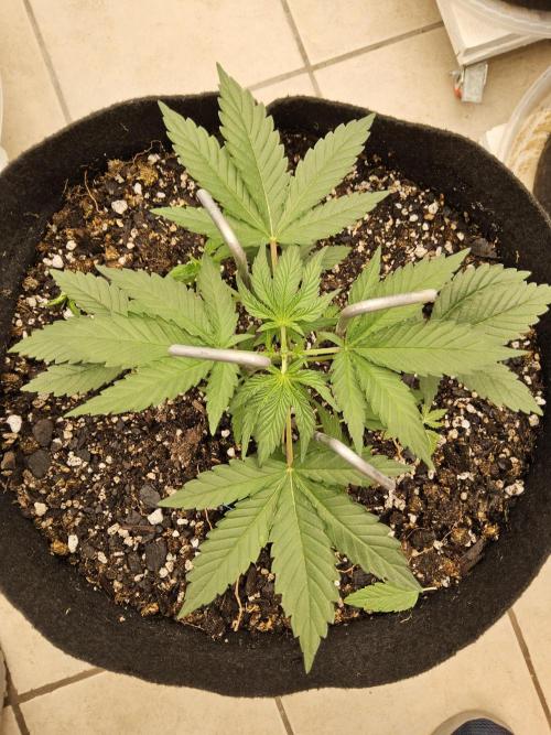 White Widow Plus. Week 2