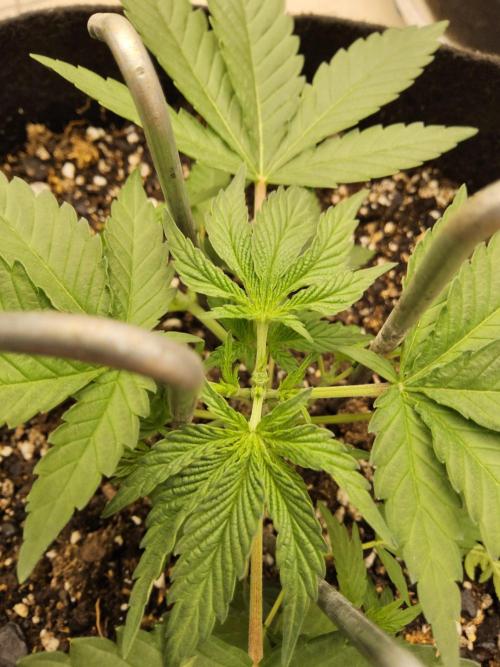 White Widow Plus. Week 2