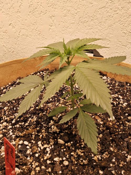 Fat Bastard. Week 2