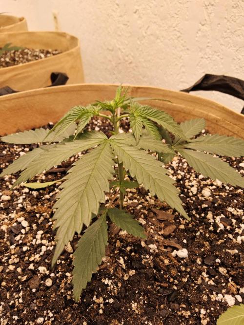 Fat Bastard. Week 2