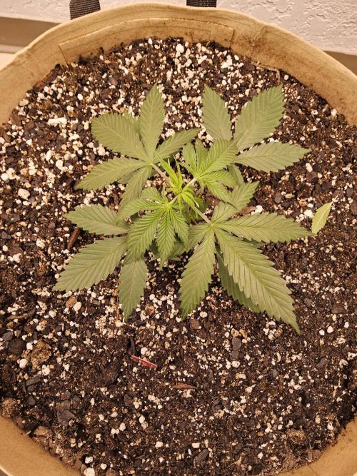 Fat Bastard. Week 2