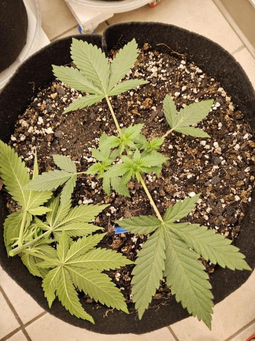 I💚GM Pineapple Donuts. Week 2