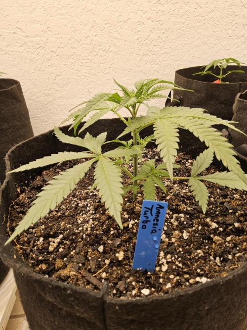 Turbo Amnesia. Week 2
