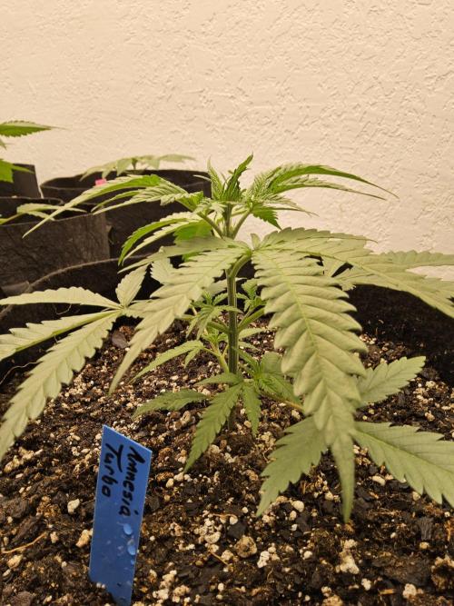 Turbo Amnesia. Week 2