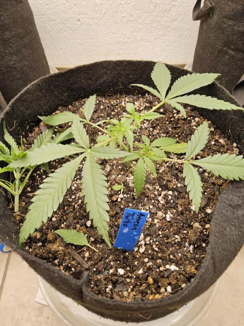 Turbo Amnesia. Week 2