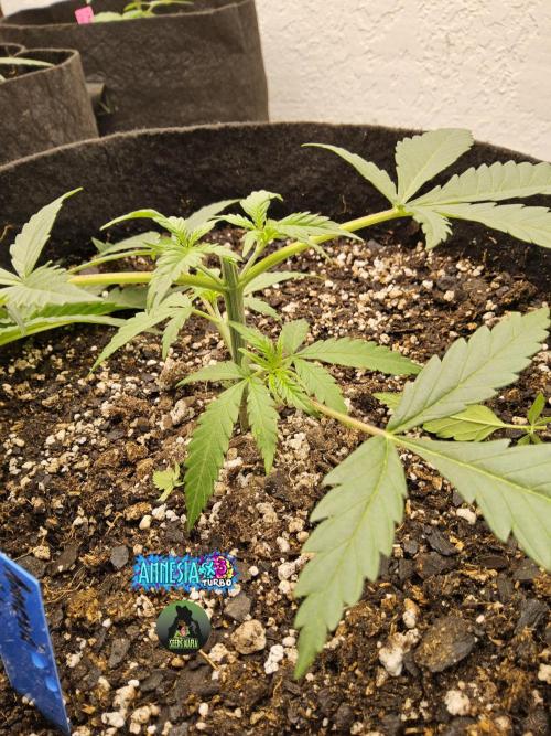 Turbo Amnesia. Week 2