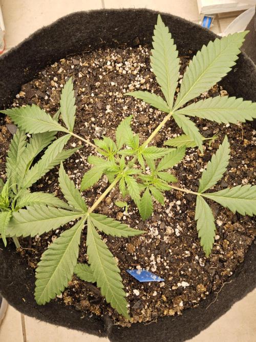 Turbo Amnesia. Week 2