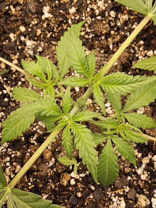Turbo Amnesia. Week 2