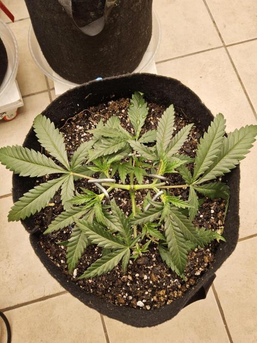 Turbo Amnesia. Week 3