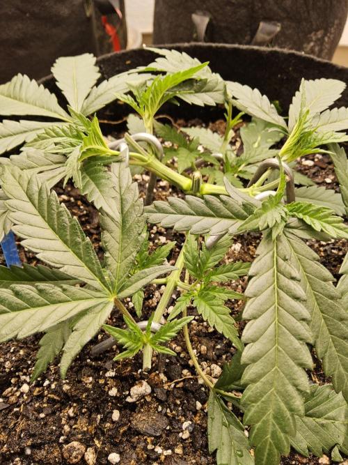Turbo Amnesia. Week 3