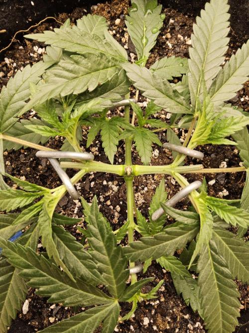 Turbo Amnesia. Week 3
