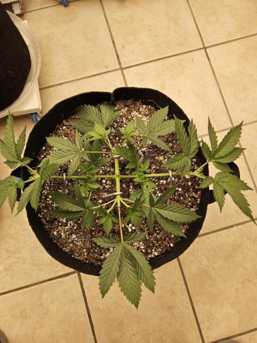 I💚GM Pineapple Donuts. Week 3
