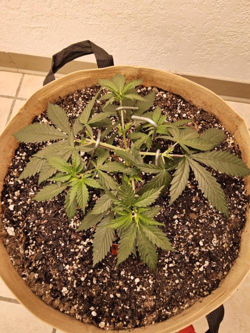 Fat Bastard. Week 3