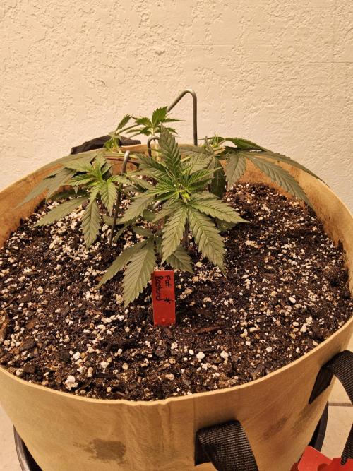 Fat Bastard. Week 3