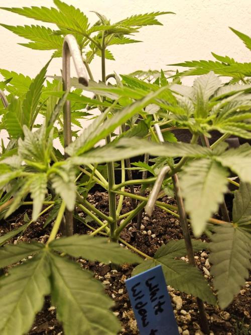 White Widow Plus. Week 3