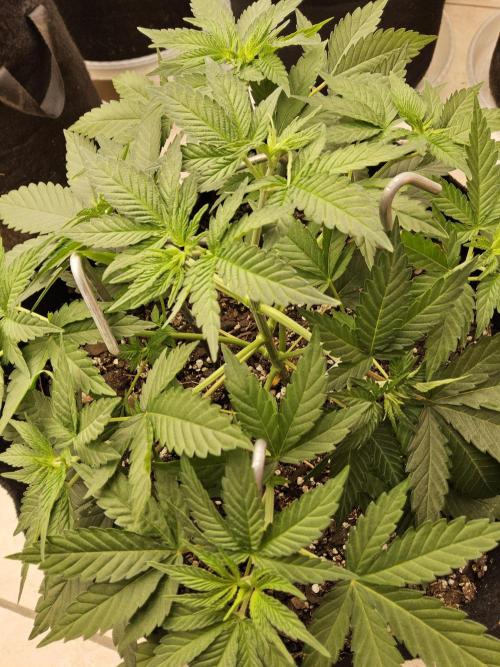 White Widow Plus. Week 3