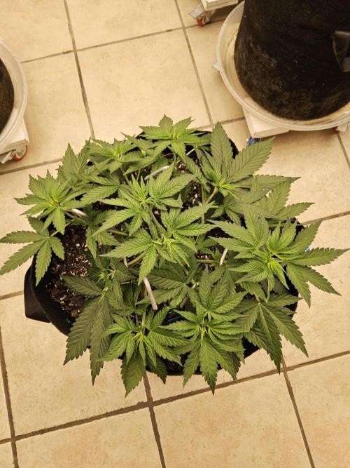 White Widow Plus. Week 3