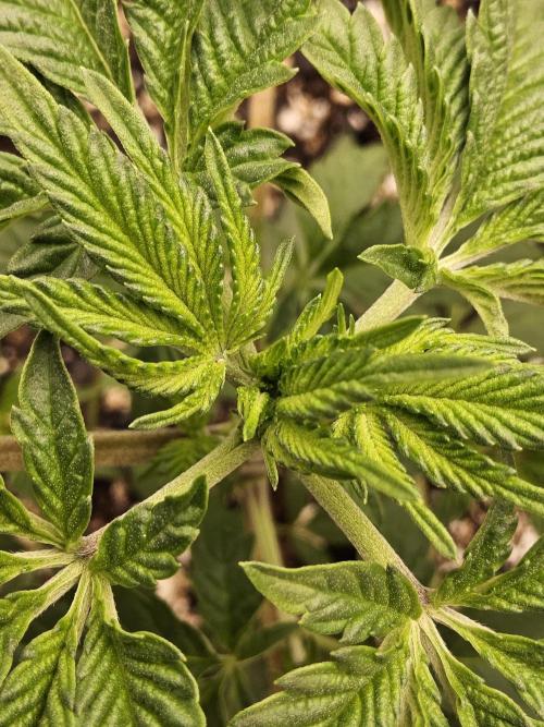 Regrow of Cheesus. Week 3