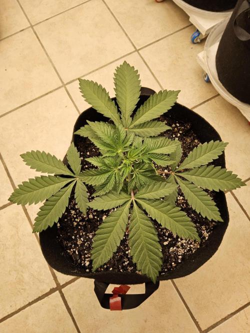 Regrow of Cheesus. Week 3
