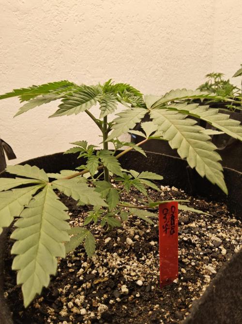 Regrow of Cheesus. Week 3