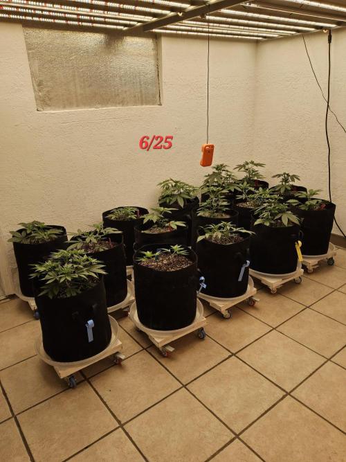 Regrow of Cheesus. Week 3
