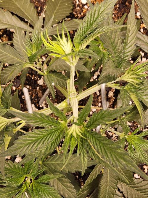 Bubba Seedsman. Week 3