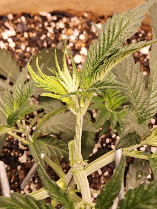 Bubba Seedsman. Week 3