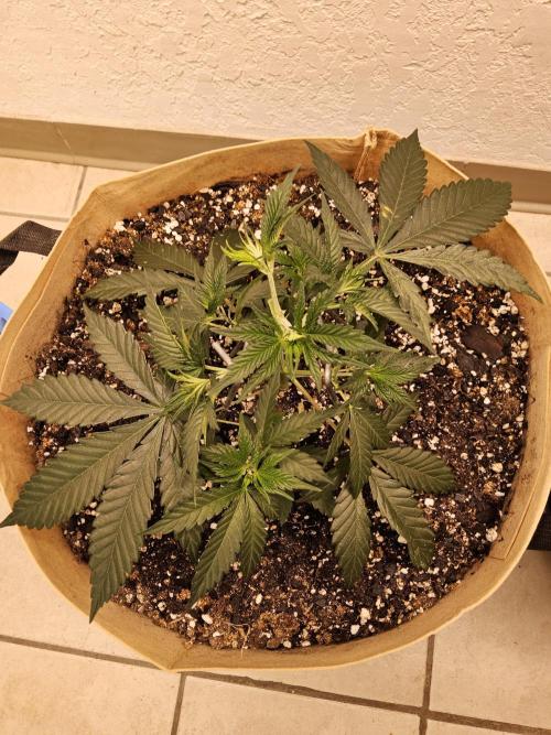 Bubba Seedsman. Week 3