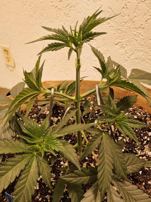 Bubba Seedsman. Week 3