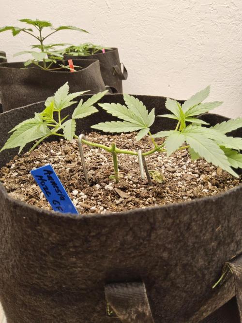 Amnesia go fast. Week 3