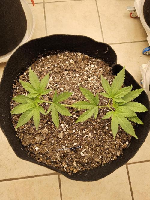 Amnesia go fast. Week 3