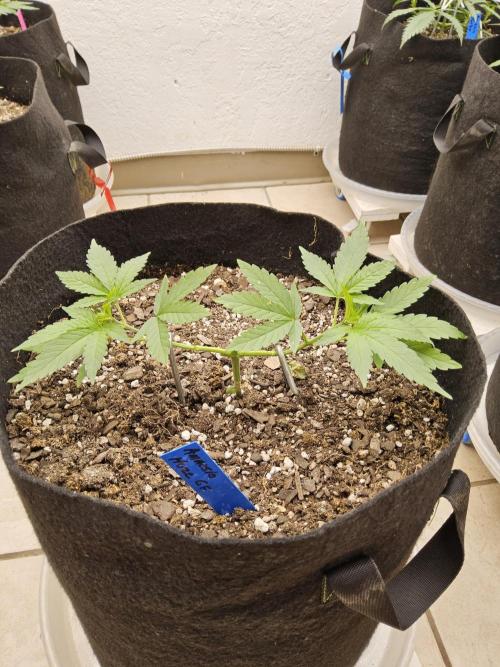 Amnesia go fast. Week 3
