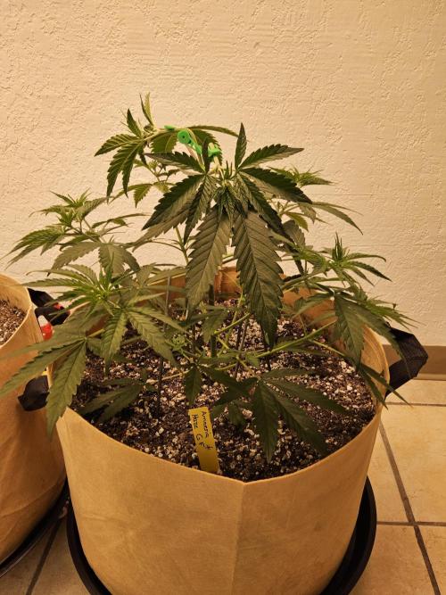 Amnesia go fast. Week 3