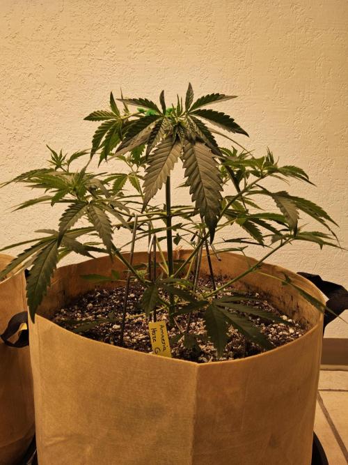 Amnesia go fast. Week 3