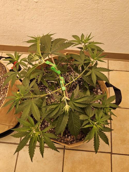 Amnesia go fast. Week 3