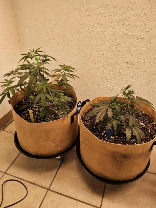 Amnesia go fast. Week 3