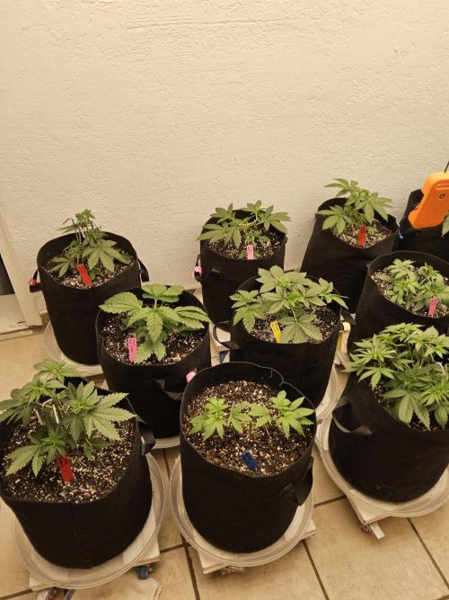 Amnesia go fast. Week 3
