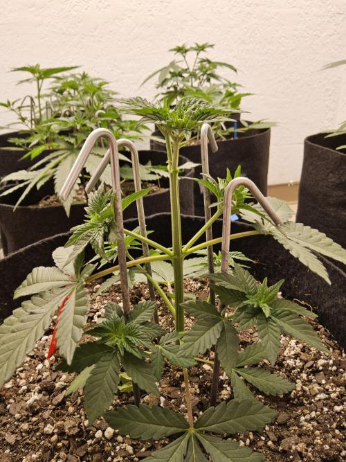 Mexican Sativa. Week 3