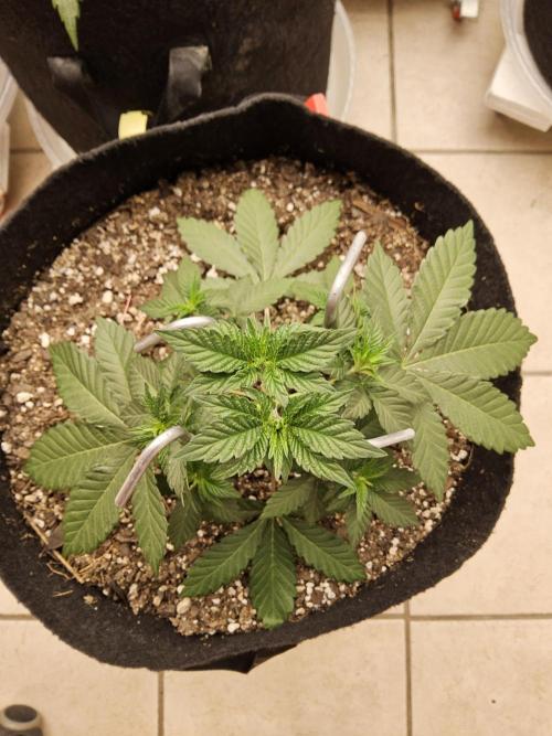 Mexican Sativa. Week 3