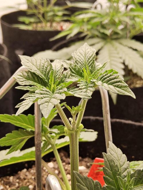 Mexican Sativa. Week 3