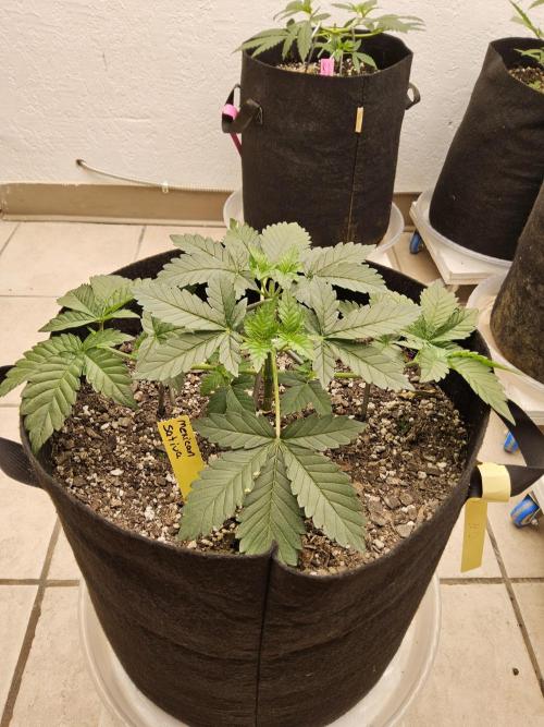 Mexican Sativa. Week 3